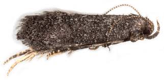 Image result for Scrobipalpula diffluella