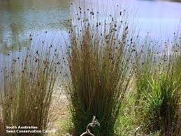 Image result for Juncus kraussii