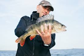 Should i base it off depth charts, and if. Best Baits To Catch More Yellow Perch 15 Great Tips