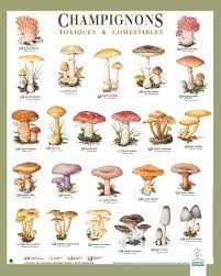 Video, comment reconnaître les champignons comestibles à la cueillette ?. Champignons Comestibles Et Toxiques Champignon Comestible Champignons Toxiques Champignon