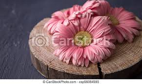 Gerbera daisy flowers near me. Pink Gerbera Daisy Flowers On Sawed Wood Abowe Concrete Backgrounds Spring Canstock