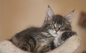 Proof of ownership or landlord permission to have animals. Pin Na Doske Cats