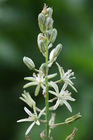 Asparagus Flowers Picture Best Flower Wallpaper