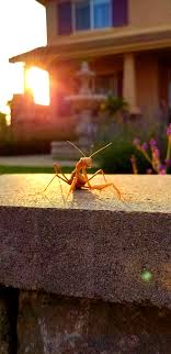 According to his former criminal defense attorney, jerome buting. 11 Year Old Zachary Chebat Wins Photo Of Month Award Menifee 24 7