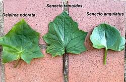 Image result for Delairea odorata