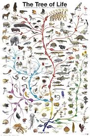 Evolution The Tree Of Life Prints By Unknown Allposters Co Uk Tree Of Life Evolution Tree Of Life Art Tree Of Life