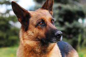 What do i need to know about gsd mixed breeds? German Shepherd Mastiff Mix Petsidi