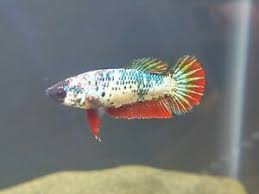 5 Female Betta Sorority Nice Colors Live Fish Free Shipping Ebay