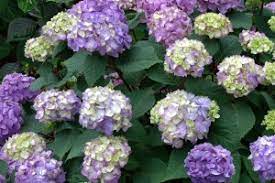 Some hydrangea macrophylla varieties flower on old wood, and must carry their flower buds through the winter. Bailey Nurseries Develops Program That Texts Plant Care Tips For Endless Summer Hydrangeas Greenhouse Grower
