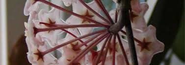 Maybe you would like to learn more about one of these? Hoya Species Wax Plant Porcelain Flower Hoya Carnosa