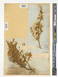 Image result for Tarchonanthus trilobus