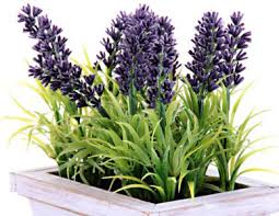 Dried lavender,natural flower tea lavender flower tea how to use: Learn To Grow Lavender Plant From Seeds Blog Nurserylive Com Gardening In India