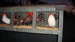 With god's guidance, we will efficiently manage the company to fulfill our obligations to our customers, shareholders, employees, contractors and the community at large, with an attitude of service and a commitment to truth, fairness and the building of goodwill. Police Find Ammunition In Chicken Coop In Kingston Loop Jamaica