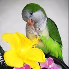 Names Birds That Start With Q Poppy A Quaker Parrot Our New Baby Q Will Look Something Like This Eventually Sweethearts With Images Birds Parrot Pet Pet Birds