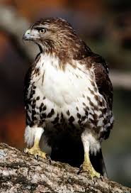 Birds Of Prey Texas Hill Country Red Tailed Hawk Red Tailed Hawk Birds Of Prey Rare Birds