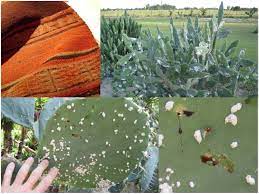 It's an important commercial crop for arid. Indian Fig Cactus Opuntia Ficus Indica L Miller In The Americas An Uncertain History