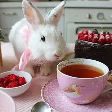 Pin By Nancy S On White Rabbits Cute Bunny Rabbit Funny Bunnies