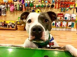 We did not find results for: Guide To All Of The Locally Owned Pet Supply Stores In Pittsburgh