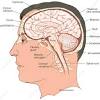 Anatomy of the human brain. 1