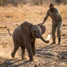 When he calls them, the elephant he helped rescue come running