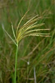 Image result for Chloris gayana