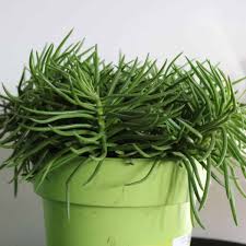 Image result for Senecio propior