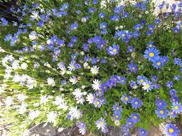 Image result for Felicia boehmii