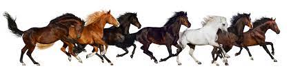 How To Easily Train Any Horse No Matter How Wild With Images Horses Herding Animals