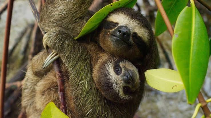 Planet Earth II review: BBC's wildlife documentary series deftly juggles  scale and substance