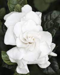 Gardenia Or Cape Jasmine It Can Be Grown Outdoors In The Uk During The Summer But Best To Keep It Indoors Through Colder Months O Plants House Plants Flowers