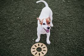 Ornaments for the garden also make the perfect gift idea for people who love their gardens. Jack Russell Terrier Everything You Need To Find Out Today About The Jack Russell Breed Jack Russel Bob