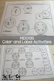 14 images of ap biology meiosis worksheet answer key. How I Teach Mitosis And Meiosis In High School Biology High School Biology Biology Classroom Biology Lessons