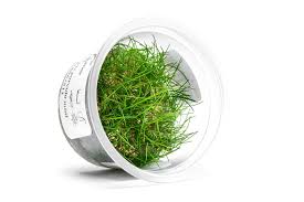 Image result for Xyris parvula