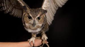Gambar burung hantu yang sudah diwarnai. 53 Gambar Burung Hantu Yang Paling Seram Terbaik Gambar Pixabay