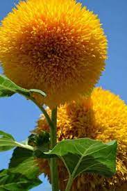 Teddy Bear Sunflowers Planting Flowers Plants Beautiful Flowers