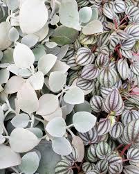 Kalanchoe Bracteata Silver Teaspoons Peperomia With Images Indoor Plants Plants Garden Plants