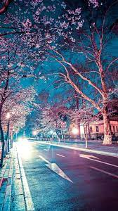 Japanese Street Cherry Blossom Night Scenery Iphone 6 Wallpaper Download Iphone Wallpapers Ipad Wallpap Night Scenery Cherry Blossom Wallpaper Anime Scenery