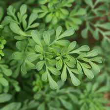 Image result for Ruta graveolens