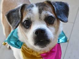 We did not find results for: Adopt A New Best Friend South Jersey Regional Animal Shelter