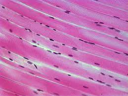Skeletal Muscle Long Wide Fibers Striations Alternating Light Dark Bands Multiple Nuclei Cells A Study Flashcards Things Under A Microscope Flashcards