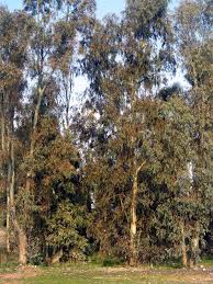 Image result for Eucalyptus camaldulensis