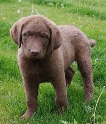 Chesapeake bay retriever puppies for sale uk. Chesapeake Bay Retriever Breed Info Pictures Characteristics Hypoallergenic No Chesapeake Bay Retriever Chesapeake Bay Retriever Puppy Gorgeous Dogs