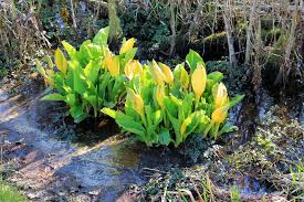 Image result for skunk cabbage