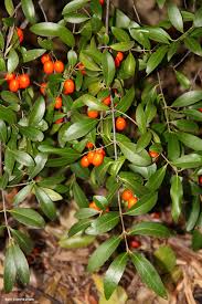 Image result for Elaeodendron
