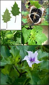 Image result for Datura