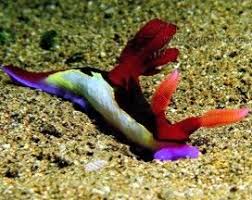 Saltwater Aquarium Sea Slugs Aquacon Com Sea Slug Saltwater Aquarium Reef Aquarium