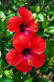 5 Edible Flowers To Serve This Summer In 2020 Hibiscus Plant Beautiful Flowers Photography Flower Aesthetic