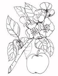 dessin peinture fleurs de pommier exemples coloriage mandala