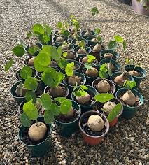 Image result for Salacia erecta