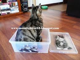Cats Cats Animals